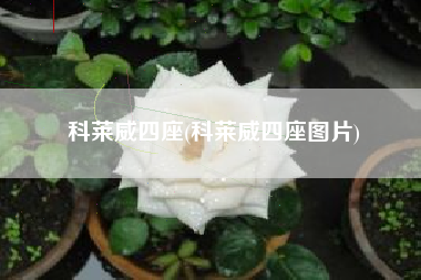 科莱威四座(科莱威四座图片)